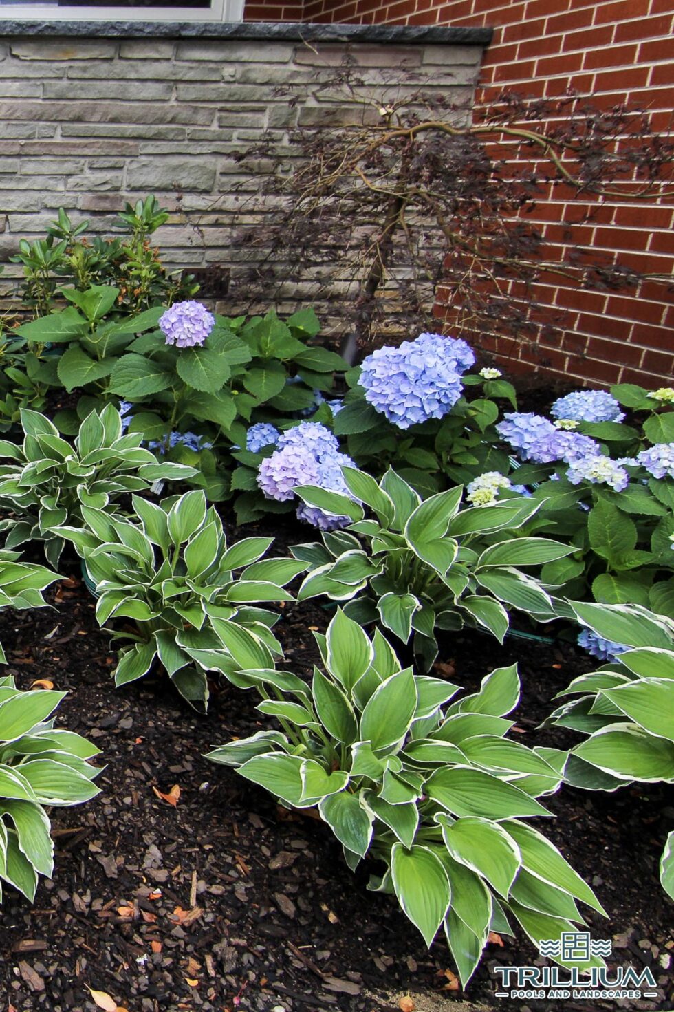 Trillium Pools and Landscapes - Pool and Patio
